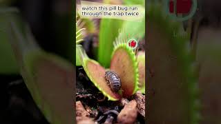 Venus Fly Trap Closing On Its Prey  How Does It Know When To Shut [upl. by Heinrik874]