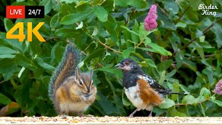 🔴 247 LIVE Cat TV for Cats to Watch 😺 Cute Birds and Squirrels 4K [upl. by Branden749]