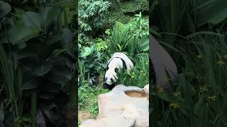 Gorgeous Panda Bear Briefly Considers Making a Break for it and Actually Moving [upl. by Bertine138]