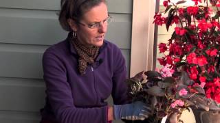 How to Pinch Out Begonias  More Gardening Advice [upl. by Calvinna10]