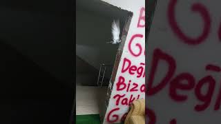 Yere basamıyor güvercin sabunu güvercin takla show taklaci guvercin pigeon guvercinler [upl. by Glogau]