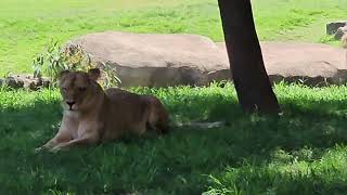 Bioparc Valencia  Leones [upl. by Tina643]