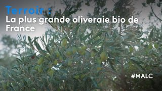 Terroir  la plus grande oliveraie bio de France [upl. by Amandie]