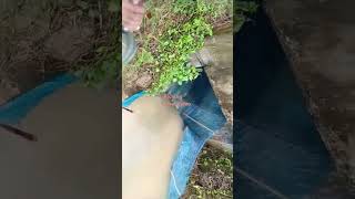 Fishing viral video ichamati viralshortvideo viraltanding viral😍😍 [upl. by Alemat249]