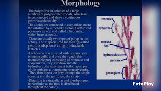 Obelia colonybiology biology new zoology vedioyoutubevedio [upl. by Labannah308]