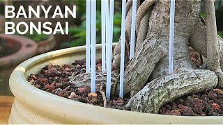 Banyan Bonsai repotting  Ficus Benghalensis pruning repotting amp aerial root training [upl. by Artemis274]