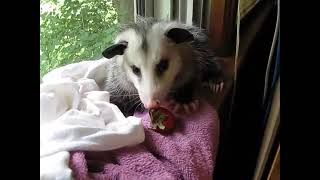 Cute Possum Enjoys a Strawberry [upl. by Nada]