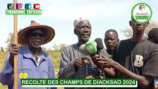 REPORTAGE RECOLTE DES CHAMPS DE DIACKSAO 2024 [upl. by Nanon]