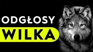 Wilk  odgłosy wilka [upl. by Idahs]