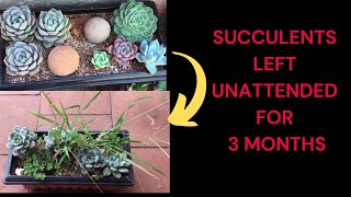 SUCCULENT LEFT UNATTENDED FOR 3 MONTHS [upl. by Volnay]