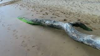 Navesink River • Black Fish Cove • Hartshorne Woods Park NJ [upl. by Ibrahim]