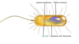 Typical prokaryotic cell Animation [upl. by Helali]