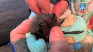 Newly rescued baby flyingfoxes in care Foggy Bottom Etiquette and Abergeldie [upl. by Ativak]