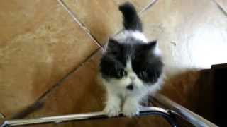 😺 Gatinho persa filhote miando 😸 muito fofo [upl. by Evin]