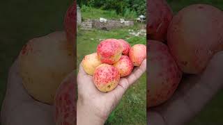 Khobaani Hmary Gher Ki khobaani apricot خوبانی viral shirazi village vlogs shirazvillagevlogs [upl. by Uolymme]