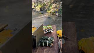 Sushi with eel in nature asmr cooking [upl. by Nikki]