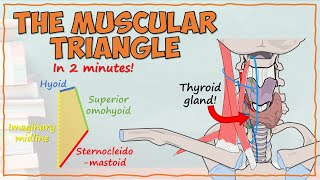 The Muscular Triangle [upl. by Finkelstein]