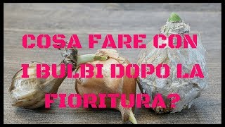 Cosa fare con i bulbi dopo la fioritura [upl. by Arua164]