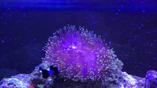 Heteractis Magnifica Ritteri Anemone Update [upl. by Seligman]