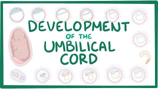 Development of the umbilical cord [upl. by Clare]