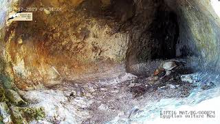 The wild nest with the online video camera in Provadia Bulgaria [upl. by Nessa]