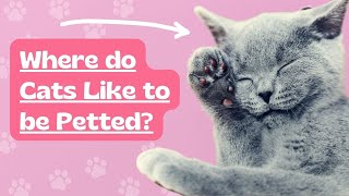 Where Do Cats Like to be Petted Here are the five most common spots catcare catbehavior [upl. by Sulihpoeht294]