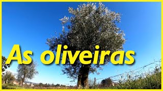 As oliveiras as árvores que produzem as azeitonas e o azeite de oliva [upl. by Vi584]