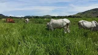 Improved pastureland of Brachiaria ruziziensis in the uplands of Battambang [upl. by Yrocej676]