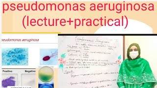 pseudomonas aeruginosalecture practical [upl. by Yennep]