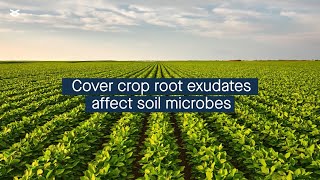 Cover crop identity affects agricultural soil microbial community through root exudates [upl. by Kaia]