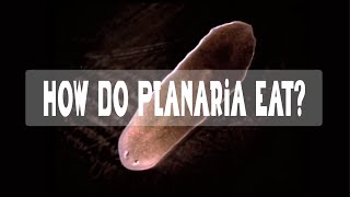 How does a Planarian eat [upl. by Asital]