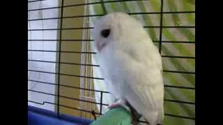 White Screech Owl  Leucistic or Albino Update to White Owl  Leucistic Baby Screech Owlquot [upl. by Vasyuta]