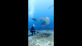 Tiger shark turns on diver [upl. by Reedy]