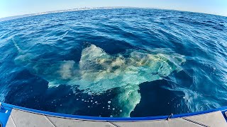 The BIGGEST SHARK I Have Ever Seen  Great White Circles My Boat [upl. by Eycats]