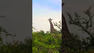 Tallest on África SAVANNAH [upl. by Melliw]