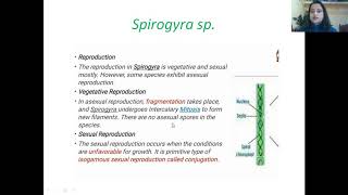 Spirogyra general account of vegetative structure and Reproduction [upl. by Razatlab]