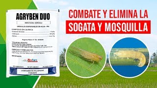 🔴 CONTROLA Mosquilla Sogata Trips Cogollero Caracha en CULTIVO ARROZ CEBOLLA ESPÁRRAGO Perú [upl. by Namwen]