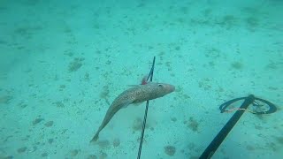 Harpoon Cod Fishing Scallop Fishing Norwegian Diving and Spearfishing [upl. by Brock]