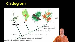 Biology Cladistics and Cladograms [upl. by Kyre428]