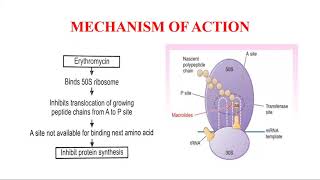 Macrolides Erythromycin [upl. by Ettenhoj706]