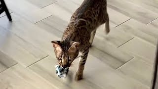 Savannah Cat Meowing Because She Wants To Play Fetch Cuteness Overload cute cat meow [upl. by Annadroj]