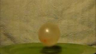 Slow Motion  Water Balloon Bounce [upl. by Sunny]