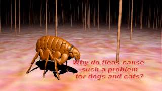 Understanding Flea and Tick Control [upl. by Saul594]