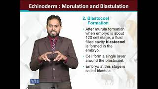 Echinoderms Embryology Morulation and Blastulation  Principles of Animal LifeI  ZOO514TTopic165 [upl. by Ruffina346]