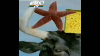 SpongeBob SquarePants  Thats A Rodeo Romanian [upl. by Fairlie]