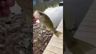 Caught a nice small bass [upl. by Gilberte]