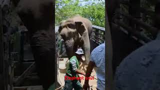 angry elephant attack shorts short shortsvideo [upl. by Yrekcaz396]