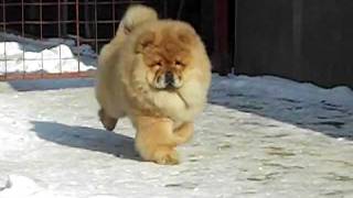 Chowchow red male puppy [upl. by Peterman]