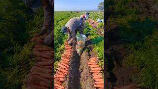 Carrots Packing Way After Harvesting ♥️ shorts youtubeshorts fruit [upl. by Wilow862]