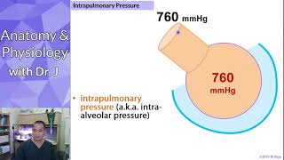 PHYL 142  Respiratory  Intrapulmonary amp Intrapleural Pressures [upl. by Helm]